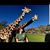 Dave Picton's profile image