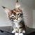 Dalija Flower's profile image