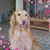 Alyson Blauzvern Ruprecht's profile image