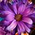 Heather Katona's profile image