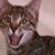 Loki Czere Von Katt's profile image