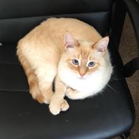 Cara Shields's profile image