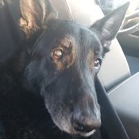 Carolyne Warden's profile image
