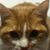 Amy Revels's profile image