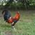 Bubba June Elliott's profile image