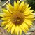 Ebbie Kelly's profile image