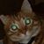 Joe Saves Data's profile image