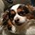 Chris Johnson's profile image