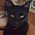 Trishi Heath's profile image