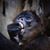 Mike Carron's profile image