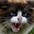 Kathi Gilliland's profile image