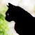 David Mello's profile image