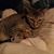 Lisa Lubert's profile image