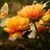 Penny Bivens's profile image
