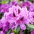 Beverly Brown Healey's profile image