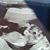 Shannon Falkenstern Williamson's profile image