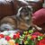 Deborah Schwartz Rudy's profile image