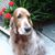 Shari Caffo's profile image