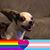 Abigail Joy Gonzales Cruz's profile image