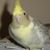 Karey Gilman's profile image