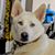 Tracy D'Ogas Lewis-Powell's profile image