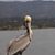 Robin Stuchlik's profile image