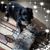 Denise McIntyre Curnutte's profile image
