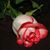 Shannon Craft's profile image