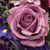 Sandra Berg-Feddersen's profile image