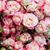Jill Lingbeek's profile image