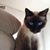 Allison Harrison's profile image