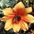 Shelley S. Davis's profile image