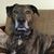 Julie Shirley's profile image