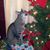 Dee Belz's profile image
