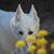 Maria D. Quintal's profile image