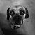 Brian Nardella's profile image