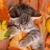 Lori Reynolds's profile image