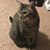 Julie Hartjen-Neiman's profile image