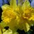 Carolyn Pulaski Marentette's profile image
