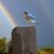 Burton Danet's profile image