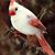 Michelle White-Wolfrum's profile image
