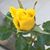 Phuong Pham's profile image