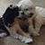 Diane Albert Siano's profile image