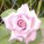 Cathy Koch's profile image