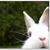 Michele Copon Bauman's profile image