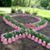 Mary Bracey Lewis's profile image