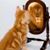 Angie Price's profile image