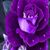 Regina Boles Moore's profile image