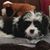 Darlene Chism Winston's profile image