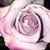 Crystal Pike Rogers's profile image